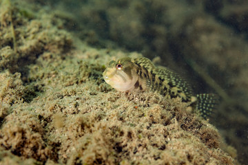 Fish on Zrmanja River