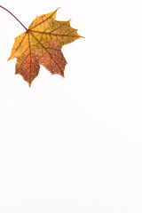 Autumn Maple Leaf, isolated on a white background, off-center