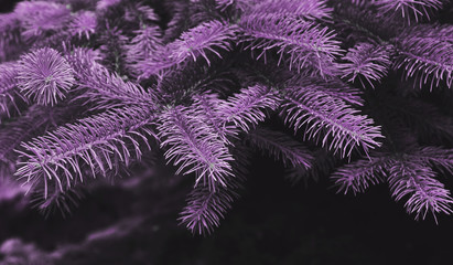 Abstract photo of pine tree painted in trendy purple color.