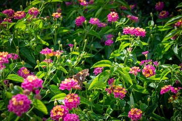 Fototapeta premium Butterfly on flowers in the garden