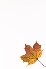 Autumn Maple Leaf, isolated on a white background, off center