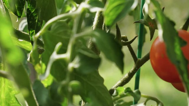 Fresh organic red cherry tomatoes in a greenhouse
