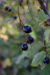 Wild Berries Of Idaho