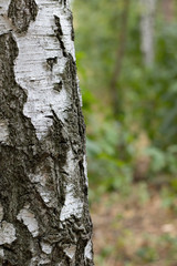Birch Tree Trunk Bark Texture Close up on blurred background
