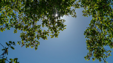 Tree Branch Leaves and Sun Sparkle-001