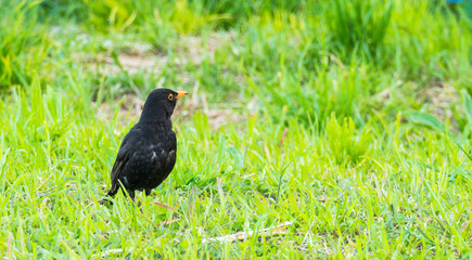 bird turdus merula on the grass