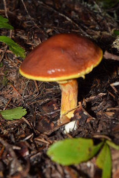 Boletus edulis