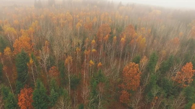 Autumn birches and pines in the morning fog.