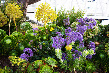 Succulents growing in San Francisco harbor