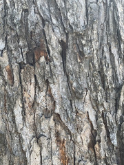 Bark with vertical texture