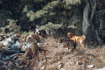 A herd flock trip of goats climbing the rocky hill going to the forest woods in sunny day