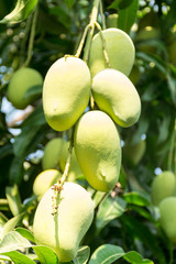 Mangos frescos, cuelgan del árbol orgánico