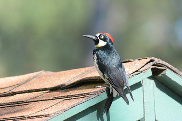 An Acorn Woodpecker, Melanerpes formicivorus,  on the roof of a shed.