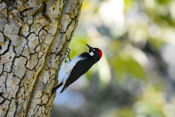 An Acorn Woodpecker, Melanerpes formicivorus,  on the trunk of a tree.