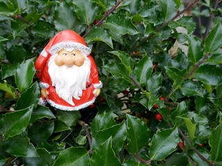 Santa Claus in the fir forest.  A cute little garden gnome in Santa Claus costume hides in the...