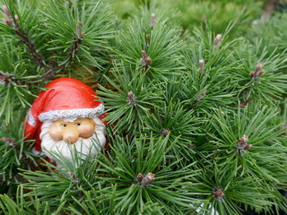 Santa Claus in the  forest.  A cute little garden gnome in Santa Claus costume hides in the forest...
