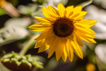 Sunflower closeup