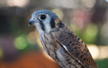 Closeup of an American Kestrel, Falco sparverius the smallest falcon in North America.