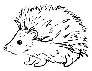 Small hedgehog, illustration, vector on white background. © Morphart