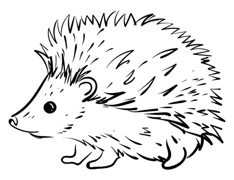 Small Hedgehog, Illustration, Vector On White Background.