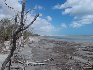Aerial view of a mangrove