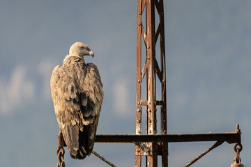 Griffon vulture (gyps fulvus) perched on a pole in Alcoy.