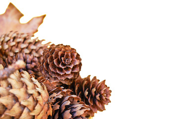 Close up of brown spruce cones (Picea abies) isolated on white background, with space for text on the right - concept for changing of seasons.