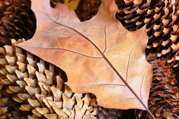 Dry red oak leaf turned brown in autumn, laid out on top of brown spruce cones. Autumn concept.