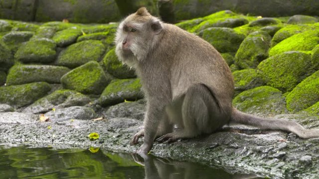 A Balinese long tailed monkey seated between a bank of mossy rocks, and a pool of water