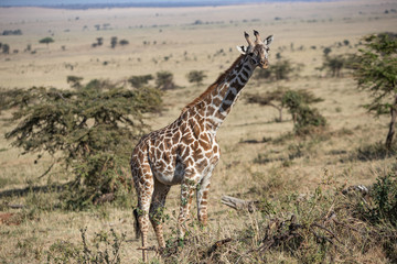 Naklejka na ściany i meble A Masai race Giraffe in the Serengeti National Park