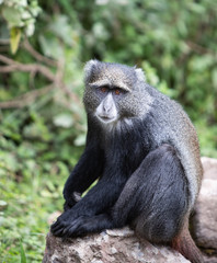 Naklejka na ściany i meble Blue Monkey sitting on a rock in Arusha National Park