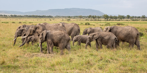 Naklejka na ściany i meble Herd of Elephants in the Masai Mara