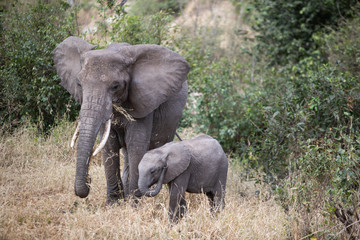 Naklejka na ściany i meble Mother Elephant and her baby in the Tarangire National Park