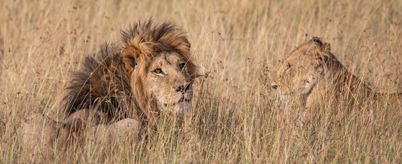 Male and female lion in the grass in the Masai Mara - Powered by Adobe