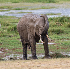 Fototapeta na wymiar Elephant giving itself a mud bath in the Amboseli National Park