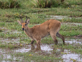 Naklejka na ściany i meble Reedbuck standing in the marsh in the Amboseli National ParkReedbuck