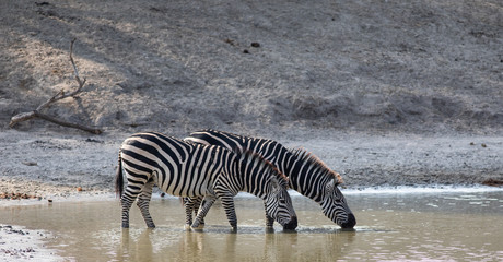 Fototapeta na wymiar Pair of Zebras drinking water from a pond