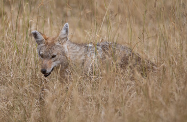 Jackal in the high grass in the Ngorongoro Crater