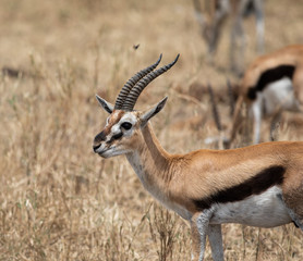 Naklejka na ściany i meble Young Thomson’s Gazelle standing in the grass in the Serengeti National Park