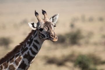 Close-up of A Masai race Giraffe in the Serengeti National Park