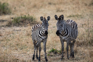 Fototapeta na wymiar Pair of Zebras in the Serengeti National Park