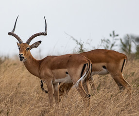 Naklejka na ściany i meble Impala in the high grass in the Serengeti National Park
