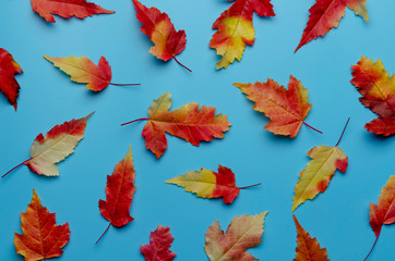 Fototapeta na wymiar Leaves of paper fall red, orange, yellow leaf fall on the blue background