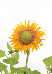 Sunflowers stem green leaf pattern blooming in garden on bright white cloud sky background , copy space