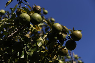 Lemons on a tree