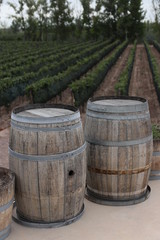 Naklejka premium Old wine barrels in a vineyard