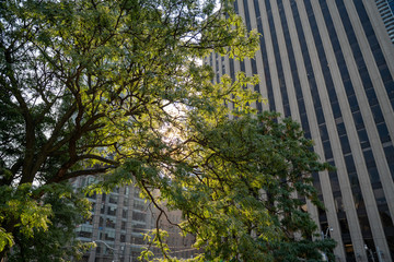 Fototapeta na wymiar A tree blocking the buildings downtown