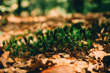 green moss in forest background closeup texture