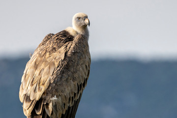 Griffon vulture (gyps fulvus) perched on a pole in Alcoy.