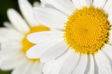 Daisies 